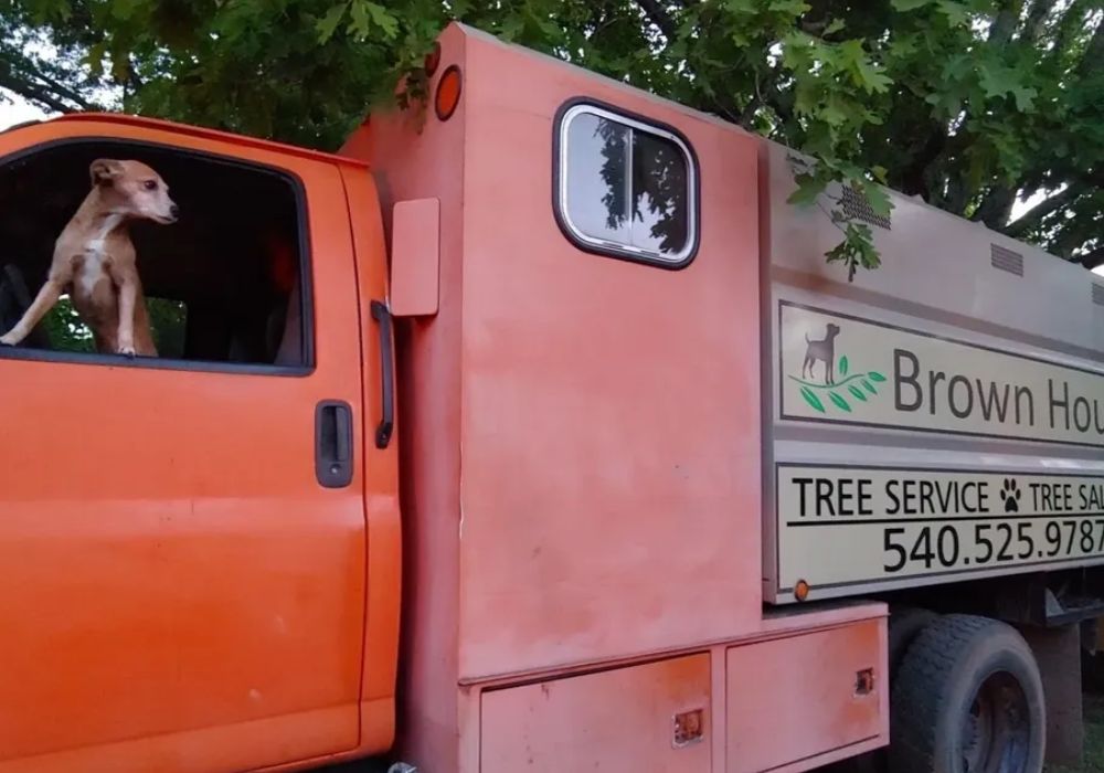 Expert Tree Care Solutions In Roanoke: Your Trusted Professional Tree Service Provider